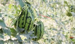 最近比较劲爆的大瓜,最新劲爆大瓜揭秘！